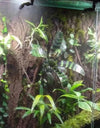 1/4'' Tub 360 Adjustable Reptiles Fogger Mist Sprinkler Rainforest Tank Aquarium System Connect Fine spray effect