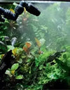 1/4'' Tub 360 Adjustable Reptiles Fogger Mist Sprinkler Rainforest Tank Aquarium System Connect Fine spray effect