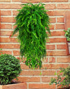 80CM Artificial Persian Fern Plants Vine Hanging Baskets Fake Plant Garland Rattan for Wall Garden Home Wedding Party Decor